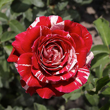 Роза флорибунда Хулио Иглесиас Садовита