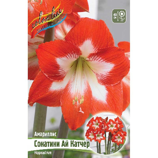 Гиппеаструм Сонатини Ай Катчер 13/15 10 шт Шоу-бокс 11986