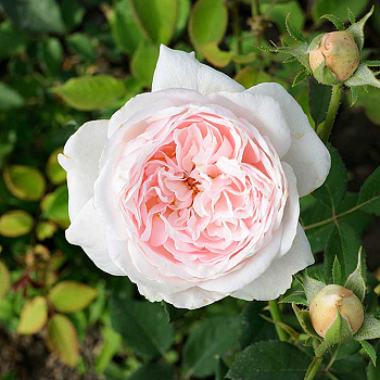 Роза плетистая Клэр Роуз Садовита