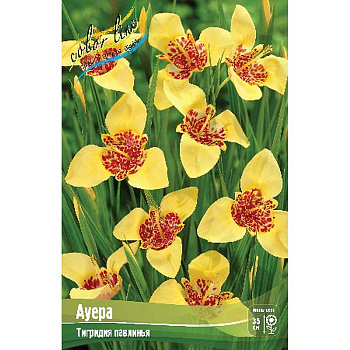 Тигридия Ауера 7/9 10 шт 