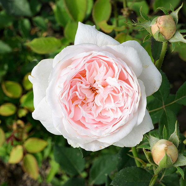 Роза плетистая Клэр Роуз Садовита