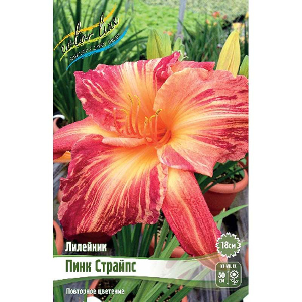 Лилейник Пинк Страйпс I 1 шт 