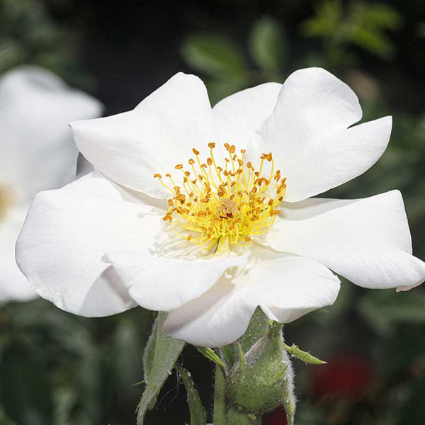 Роза Канадская (плетистая) Невада Садовита