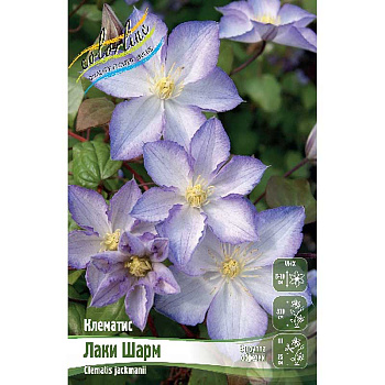 Клематис Лаки Шарм I 1 шт
