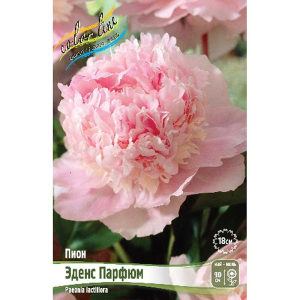 Пион Эденс Парфюм 2/3 n 25 шт Биг-пак 7988 