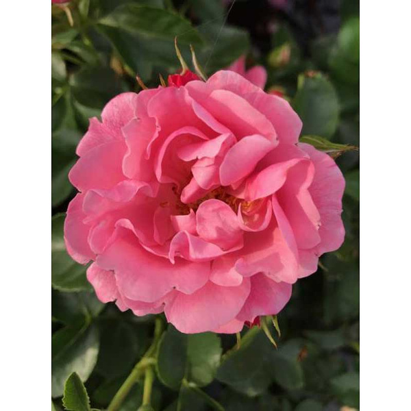 11462 Роза «Какая Она Драгоценная!» P12 ,шт