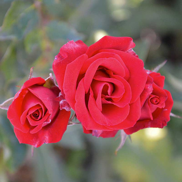 Роза шраб Скарлет Мейяндекор Садовита