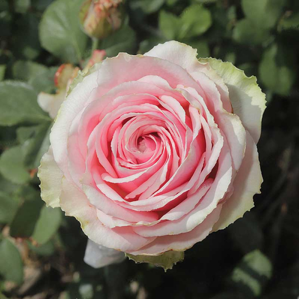 Роза чайно-гибридная Кинг Конг Садовита