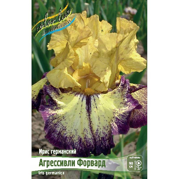 Ирис Германский Агрессивли Форвард I 25 шт Биг-пак 4744