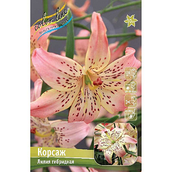 Лилия Корсаж 12/14 25 шт Биг-пак 11240