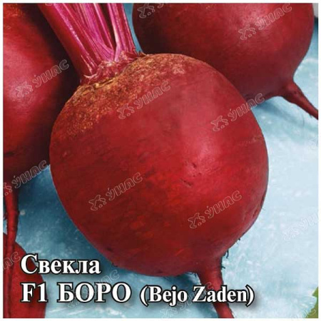 Свекла Боро Аэлита Ц