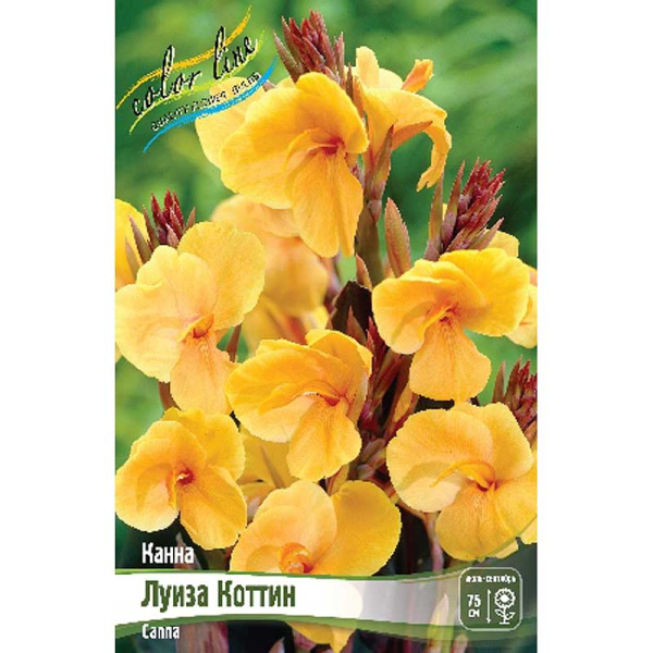 Канна (Коричн) Луиза Коттин I 15 шт Шоу-бокс 8696