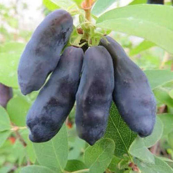 13580 Жимолость Камчатская Блю Банана C2 ,шт