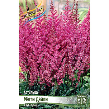 Астильба Мэгги Дэйли 2/3 n 1 шт