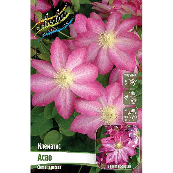 Клематис Асао I 25 шт Биг-пак 128