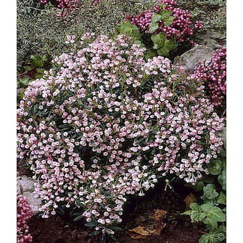 Подбел многолистный Компакта P9 шт