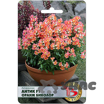 Антирринум Антик F1 Оранж Биколор Биотехника Ц 