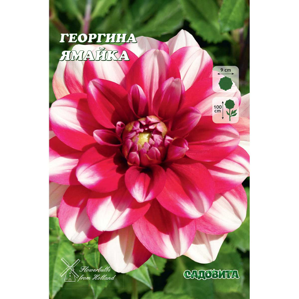 12243 Шоу-бокс Георгина Ямайка I 15 шт Садовита