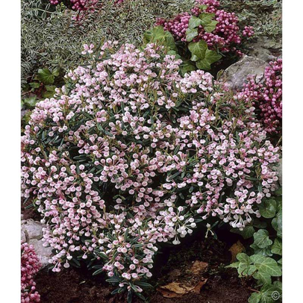 Подбел многолистный Компакта P9 шт