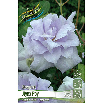 Клематис Луиз Роу I 25 шт Биг-пак 752