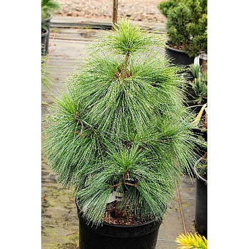 Сосна Шверина Витхорст C10 40-50cm