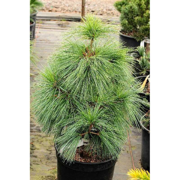 Сосна Шверина Витхорст C10 40-50cm