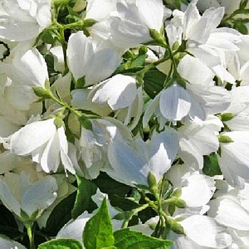 Чубушник Мон Блан P9