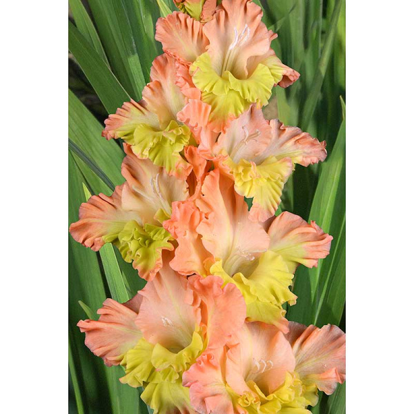 Гладиолус Поле Чудес 8/10 15 шт, Садовита 