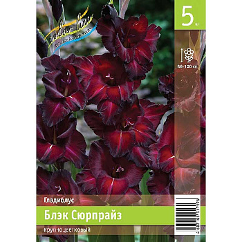 Гладиолус Блэк Сюрпрайз 10/12 5 Эконом шт