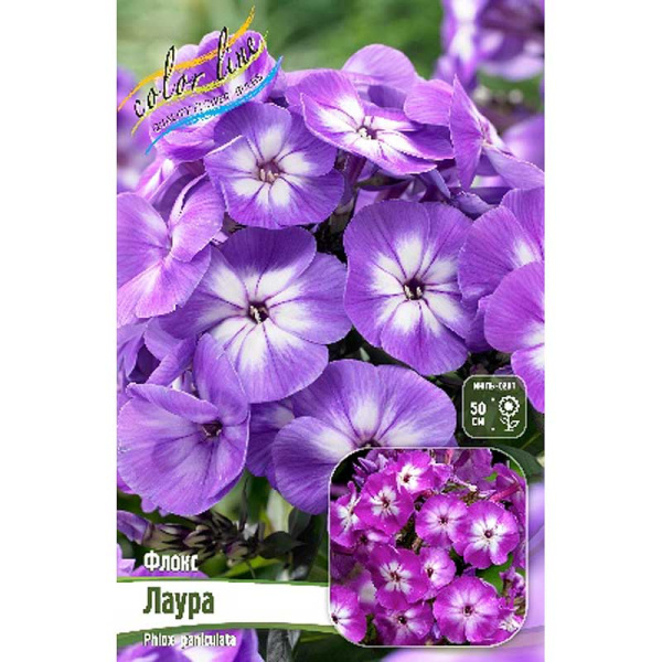 Флокс Лаура I 2 шт