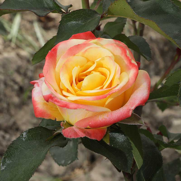 Роза Чайно-гибридная Фарфала Садовита