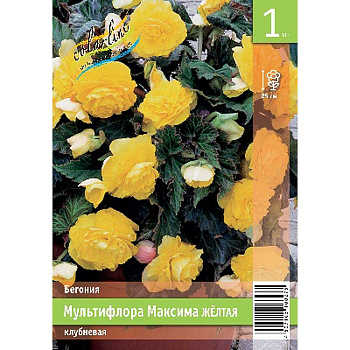 Бегония Мультифлора Максима Желтая 4/5 1 Эконом шт