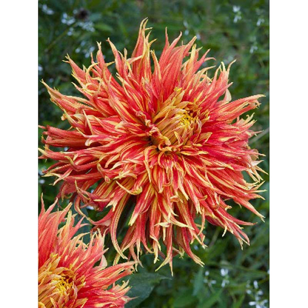 Георгина Шоу Енд Телл I 15 шт Шоу-бокс 9117