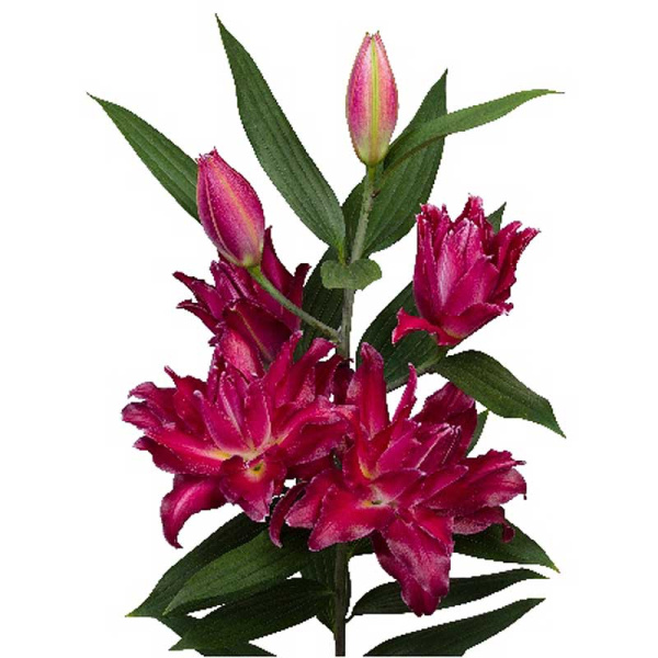 16201 Биг-Пак Лилия Амарна 14/16 25 шт