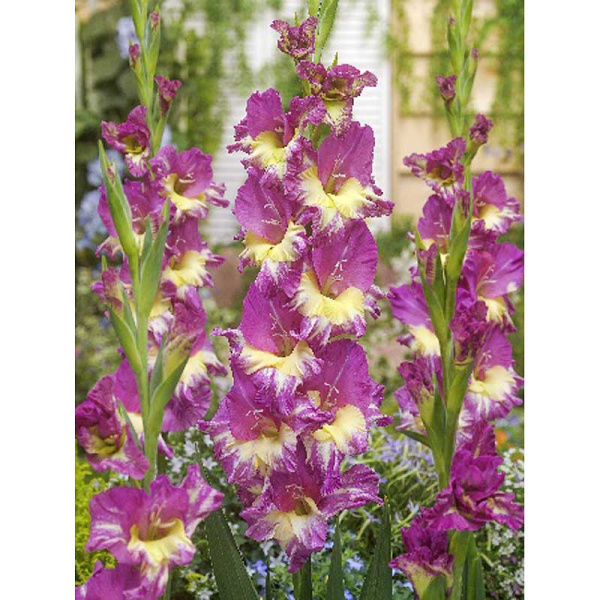 Гладиолус Экстраверт 10/12 10 шт 