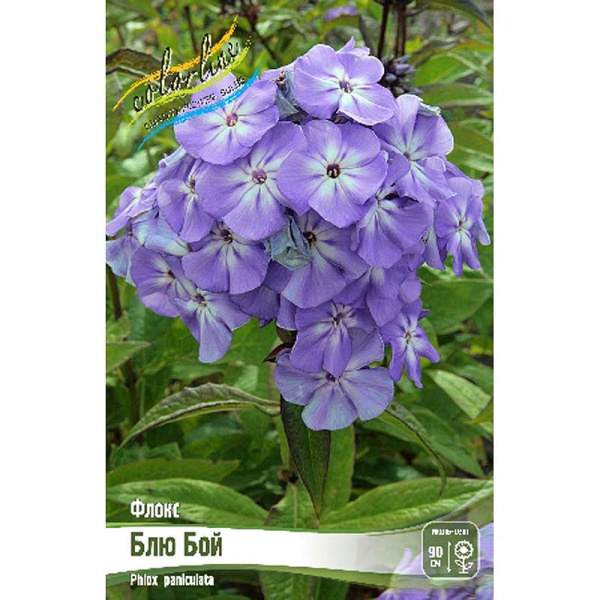 Флокс Блю Бой I 25 шт Биг-Пак 1123
