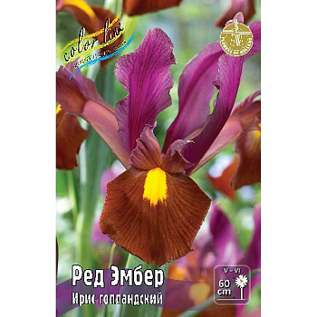 Ирис Голл. Ред Эмбер 6/7 150 шт Шоу-Бокс 7652