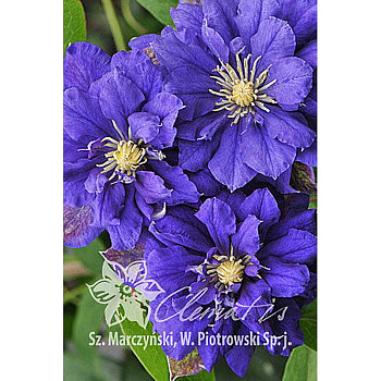 Клематис Кири Те Канава C2 шт