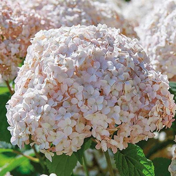 Гортензия Древовидная Кандибель Маршмеллоу P9 Садовита