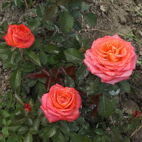 Роза чайно-гибридная Фройде Садовита