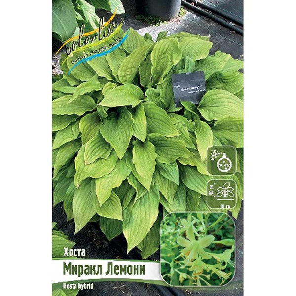 Хоста Миракл Лемони 1 n 1 шт