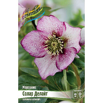 6202 Биг-Пак Морозник Солар Делайт I 25 шт 