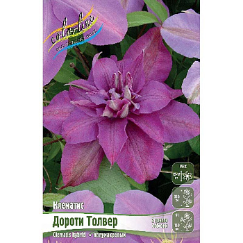Клематис Дороти Толвер I 2 шт