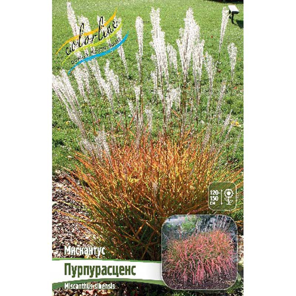 Мискантус Пурпурасценс 2/3 2 шт