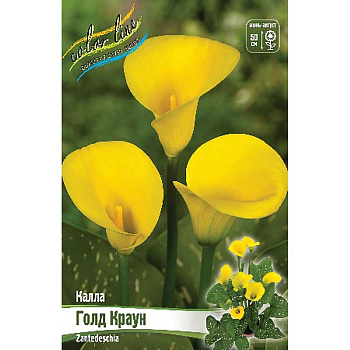Калла Голд Краун 12/14 2 шт