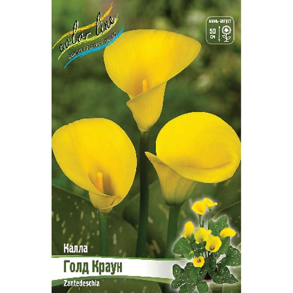 Калла Голд Краун 12/14 2 шт