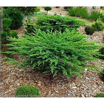 Можжевельник Прибрежный Шлягер P9