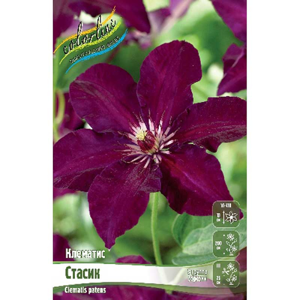 Клематис Стасик I 2 шт