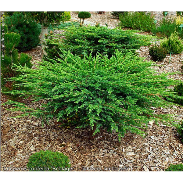 Можжевельник Прибрежный Шлягер P9