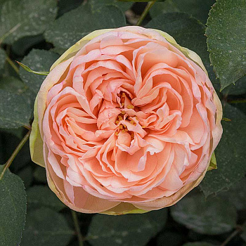 Роза чайно-гибридная Чарминг Пиано Садовита